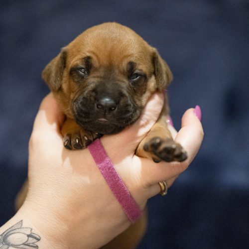 Ms Magenta 2 weeks