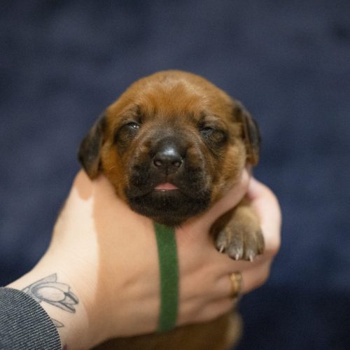 Mr Green 2 weeks