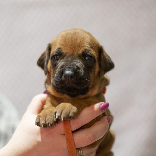 Ms Orange 3 weeks