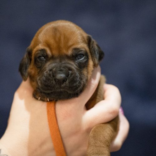 Ms Orange 2 weeks