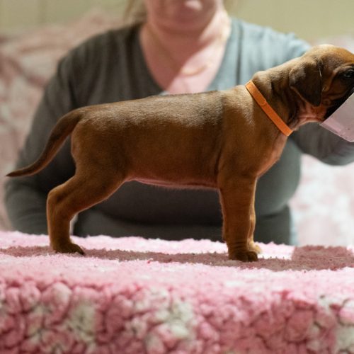 Ms Orange 4 weeks