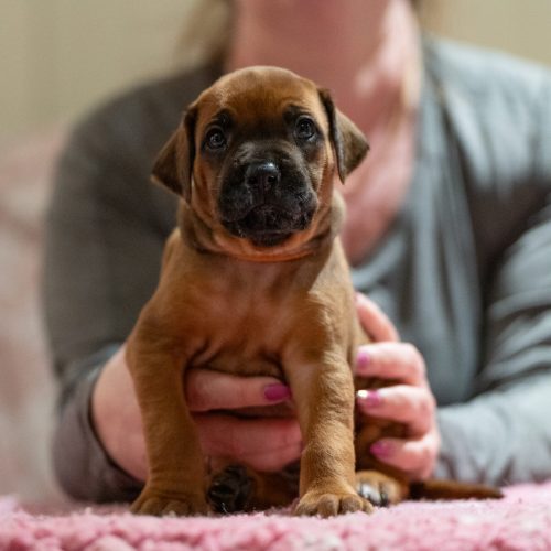 Ms Orange 4 weeks