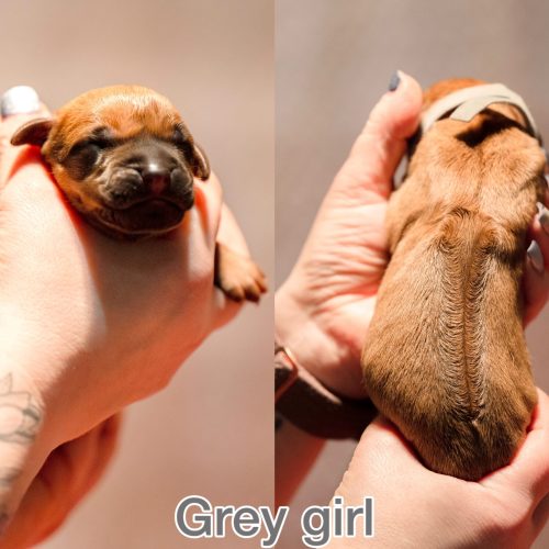 Grey girl newborn
