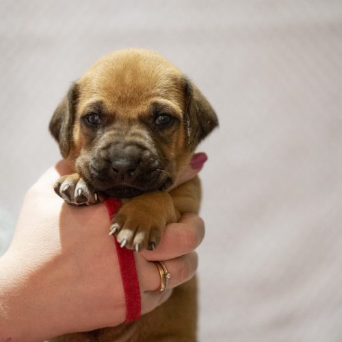 Mr Red 3 weeks