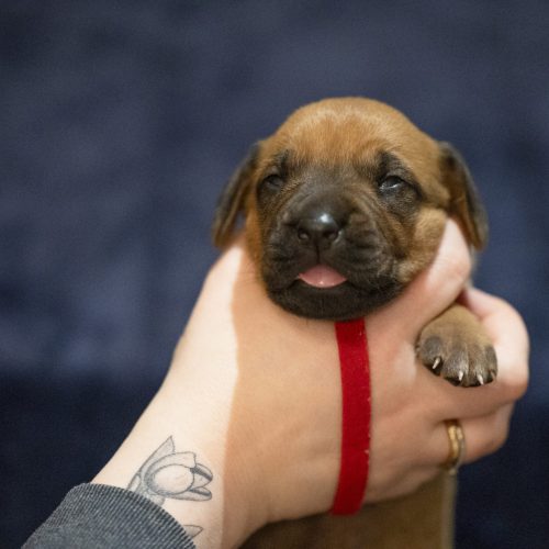 Ms Red 2 weeks