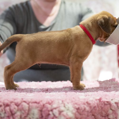Mr Red 4 weeks