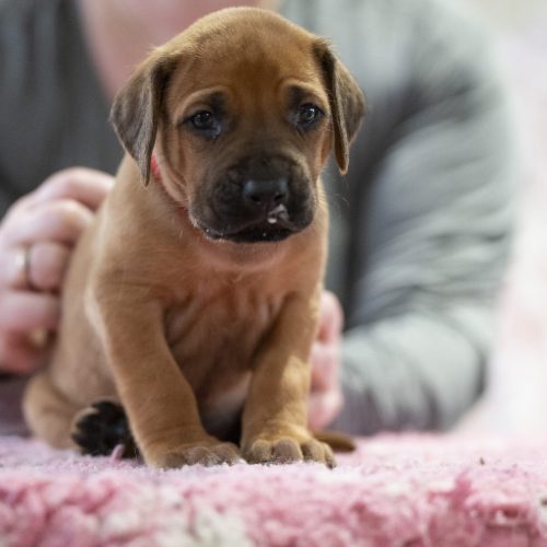 Mr Red 4 weeks