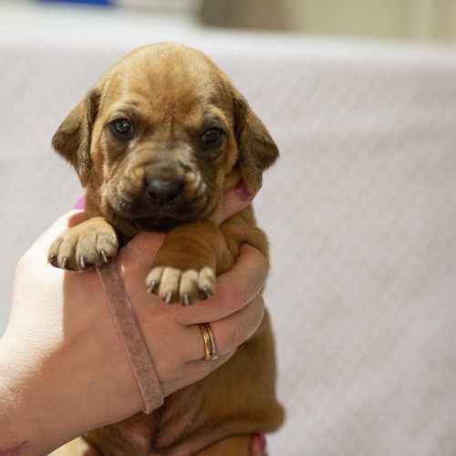 Ms Pink 3 weeks