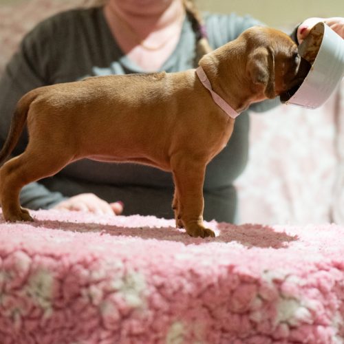 Ms Pink 4 weeks