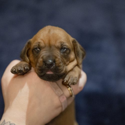 Ms Pink 2 weeks
