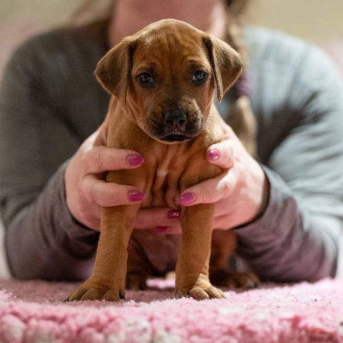 Ms Pink 4 weeks