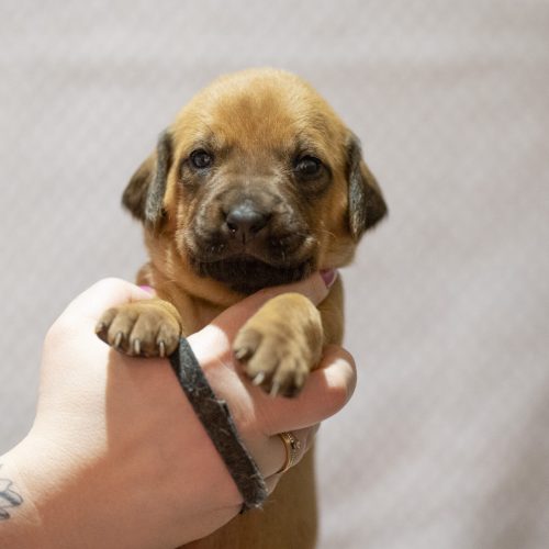 Mr Black 3 weeks