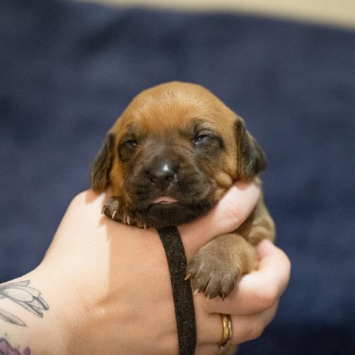 Ms Black 2 weeks