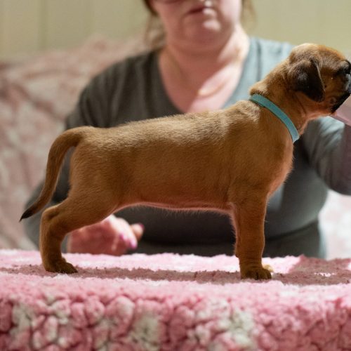 Ms Turquoise 4 weeks