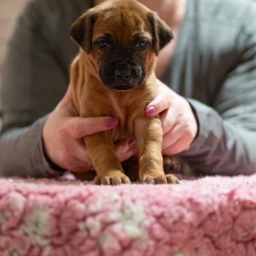 Ms Turquoise 4 weeks